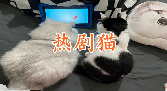 热剧猫app纯净版