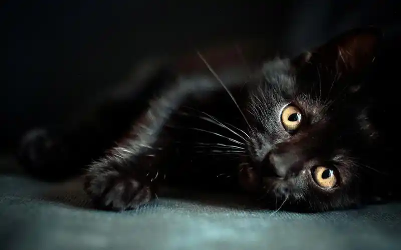黑猫影视大全