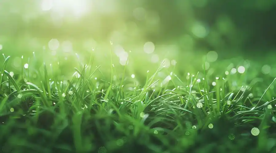 青草影评免费追剧软件大全