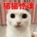 猫猫惊魂夜正版 