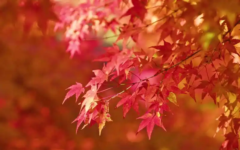 红叶影评追剧官方免费