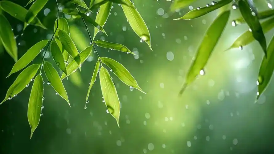 竹叶视频免费追剧大全