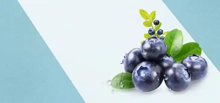 蓝莓影视app全部版本大全