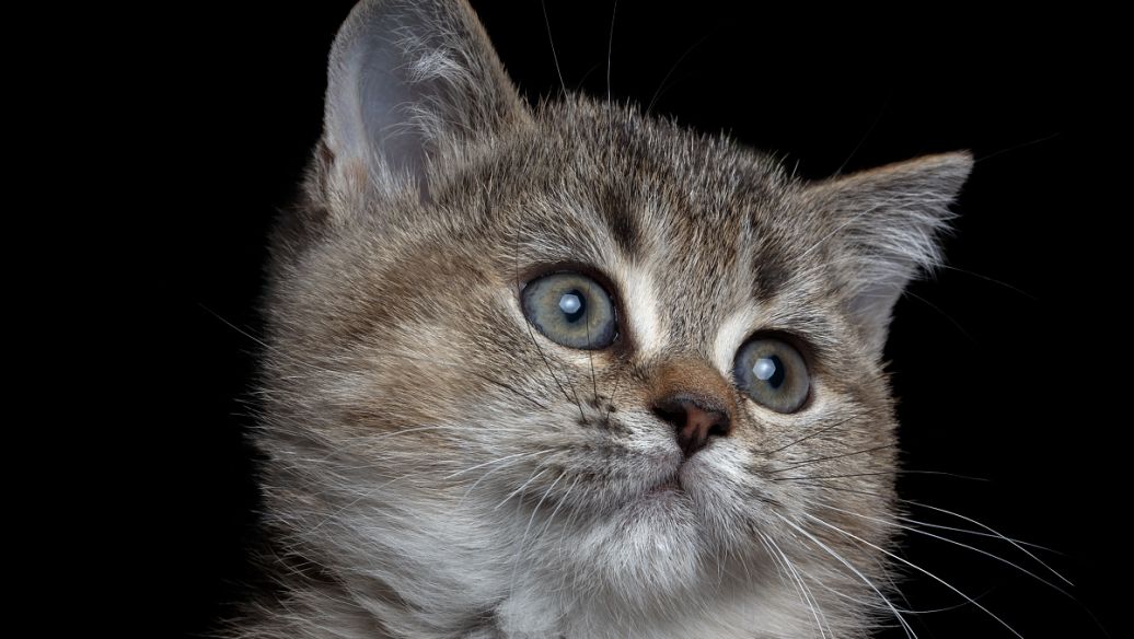 最新猫咪影视大全