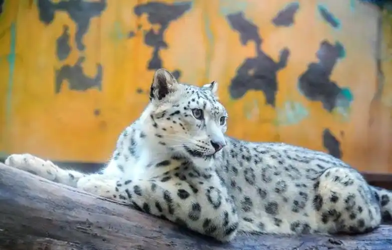 雪豹视频app去广告