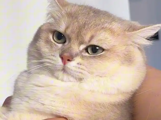 肥猫阅读小说软件合集